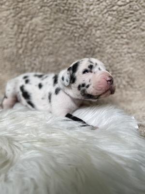 Dubai?s Queen Safira vom Hause der Herzbuben