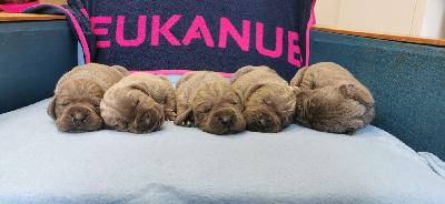 JEBA2022053001 Vom Hause Wagner