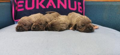 JEBA2022053004 Vom Hause Wagner