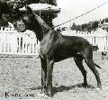 Ch Sire Royal