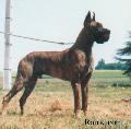 Ch Boy Des Terres De La Rairie