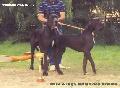 Olga-n Indios Dell� Armida