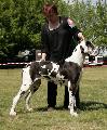 Magic Alaunt D�apple