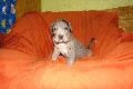 Fenja Bocca D�tigre