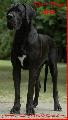 Ch Lamour-Noir of Austria Great Stars