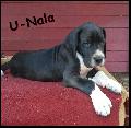 U-Nala Von Blue Ground
