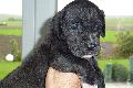 Kimi von der Ofneth�hle