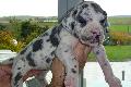 Kn�pfchen von der Ofneth�hle