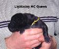 Lightning MC Queen Vom Waldfrieden