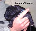 Legacy of Rambo jr. Vom Waldfrieden