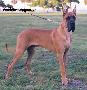 Andy Bocca D� Tigre