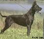 Ch Orphee Du Val De L�amitie