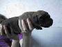Enya Bocca D�tigre