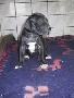 Gina Bocca D�tigre