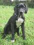 Isabo Bocca D�tigre