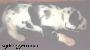 Dream-dancer Vom M�rchenland