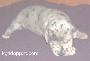 Daisy Vom M�rchenland