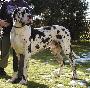 Floyd Vom Schlo� F�rstenberg
