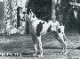 Usky Du Domaine Des Bois Dor�s