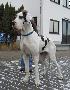 Josie Vom W�chterberg