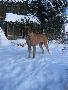 Osiria Bocca D�tigre