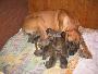 Orla Bocca D�tigre