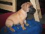 Paolo Bocca D�tigre