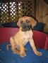 Pauli Bocca D�tigre