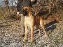 Pauli Bocca D�tigre