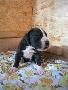 Romina Bocca D�tigre
