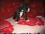 Romina Bocca D�tigre