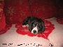 Romina Bocca D�tigre