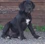 Lilly Vom W�chterberg