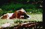 Constantin Aus Lea�s Liebe