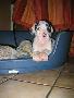 Xamy Bocca D�tigre
