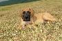 Yumiko Bocca D�tigre