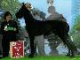 Camero Bocca D�tigre