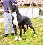 Brutus Vom Sulzbachtal