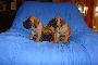 El Suano Bocca D�tigre