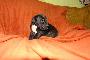 Fabrice Bocca D�tigre
