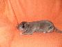 Fenja Bocca D�tigre
