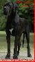 Ch Lamour-Noir of Austria Great Stars
