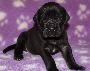 Akeem vom Altm�hlerhof