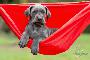 Lady Blue von der Wolfsh�hle