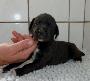 Mokka von der Wolfsh�hle