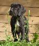 Mokka von der Wolfsh�hle