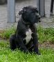 Mokka von der Wolfsh�hle