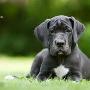 Mokka von der Wolfsh�hle