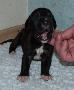 Nacho von der Wolfsh�hle