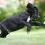 Nacho von der Wolfsh�hle